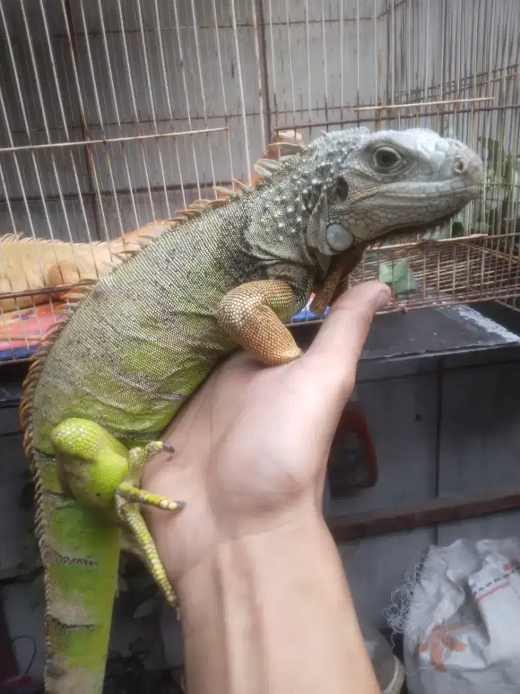 IGUANA GREEN MURAH