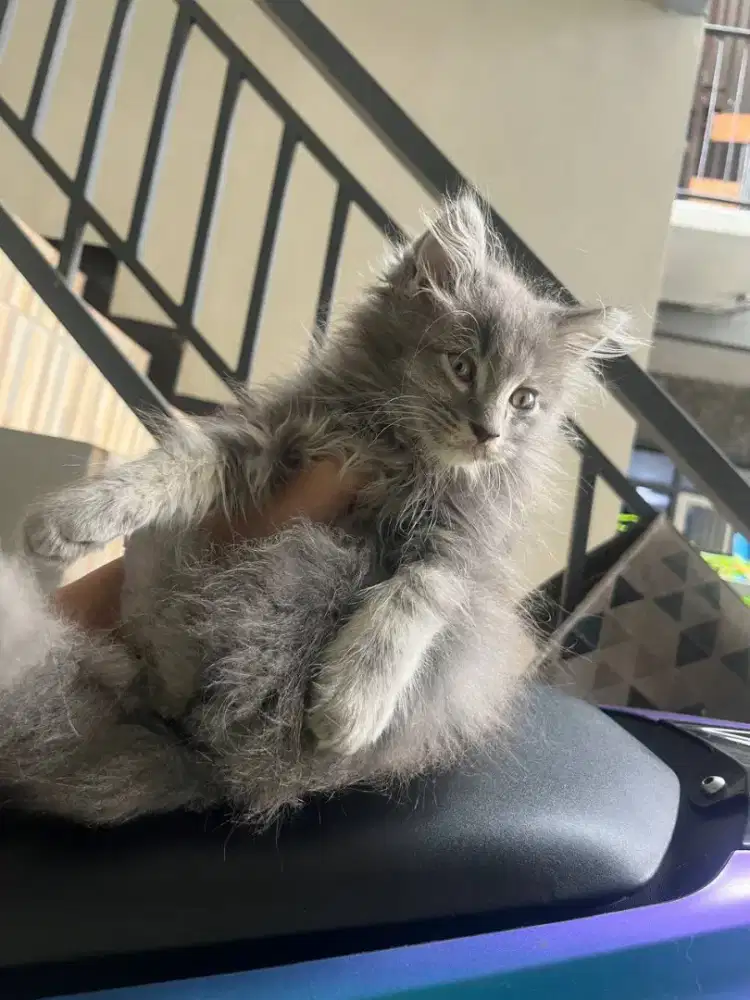 Kucing persia medium 2.5 bulan jantan abu tuker pakan
