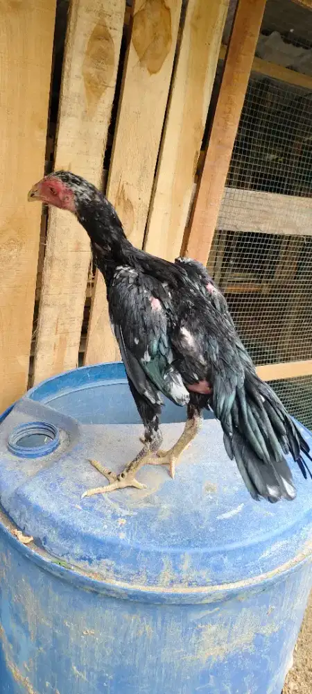 Ayam betina .. ..