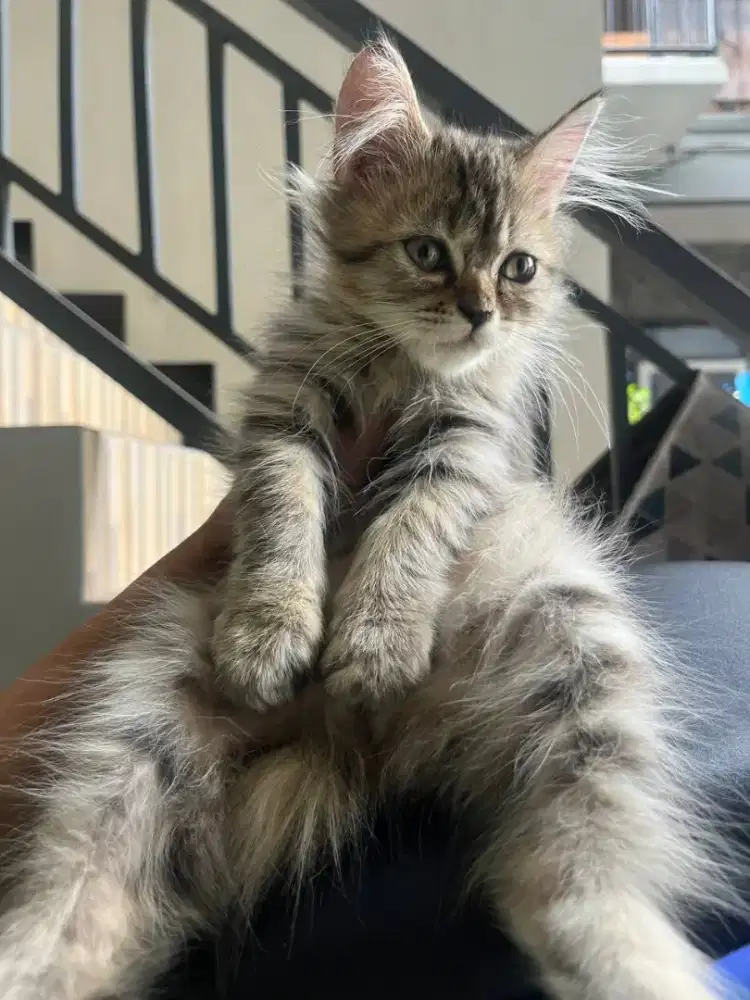 Kitten persia medium 2.5 bulan jantan gratis adopt tuker pakan aja