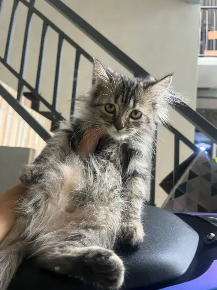 Kitten persia medium betina 2.5 bulan gratis adopt ganti pakan aja