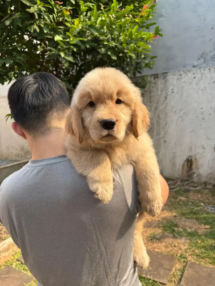 Dijual Puppy Golden Retriever