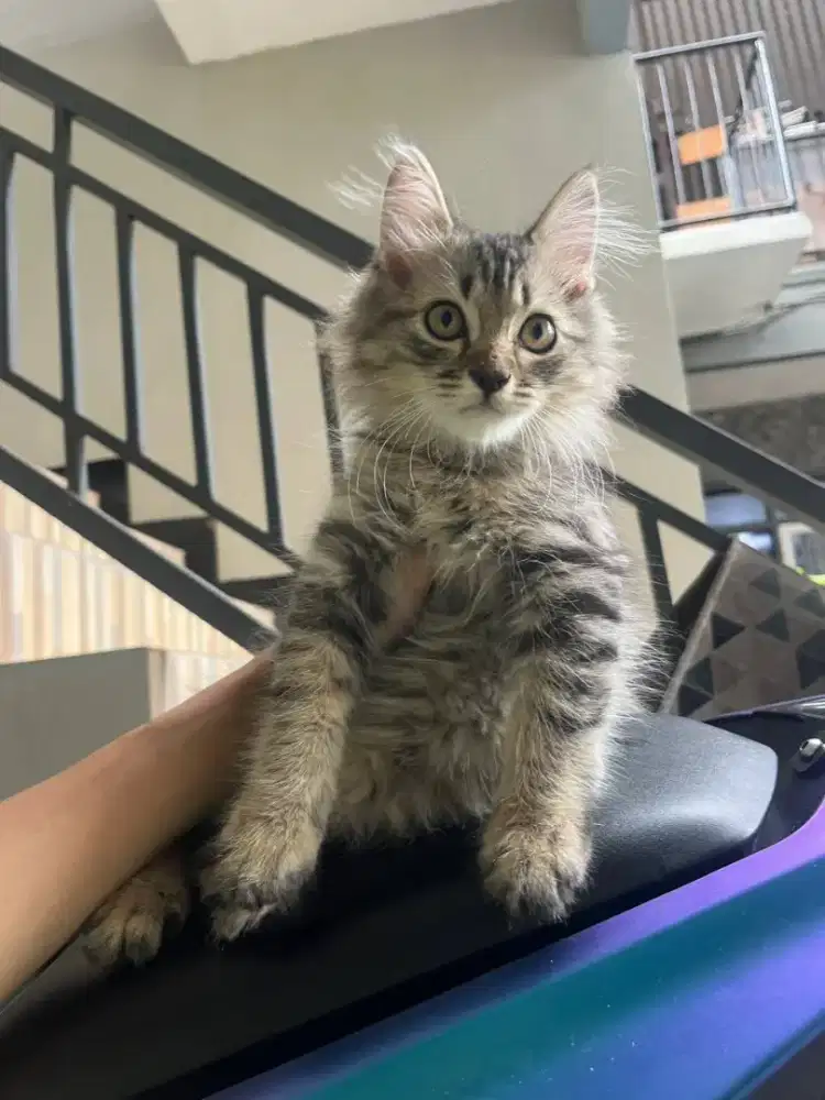 Kucing persia medium jantan 2.5 bulan gratis adopt