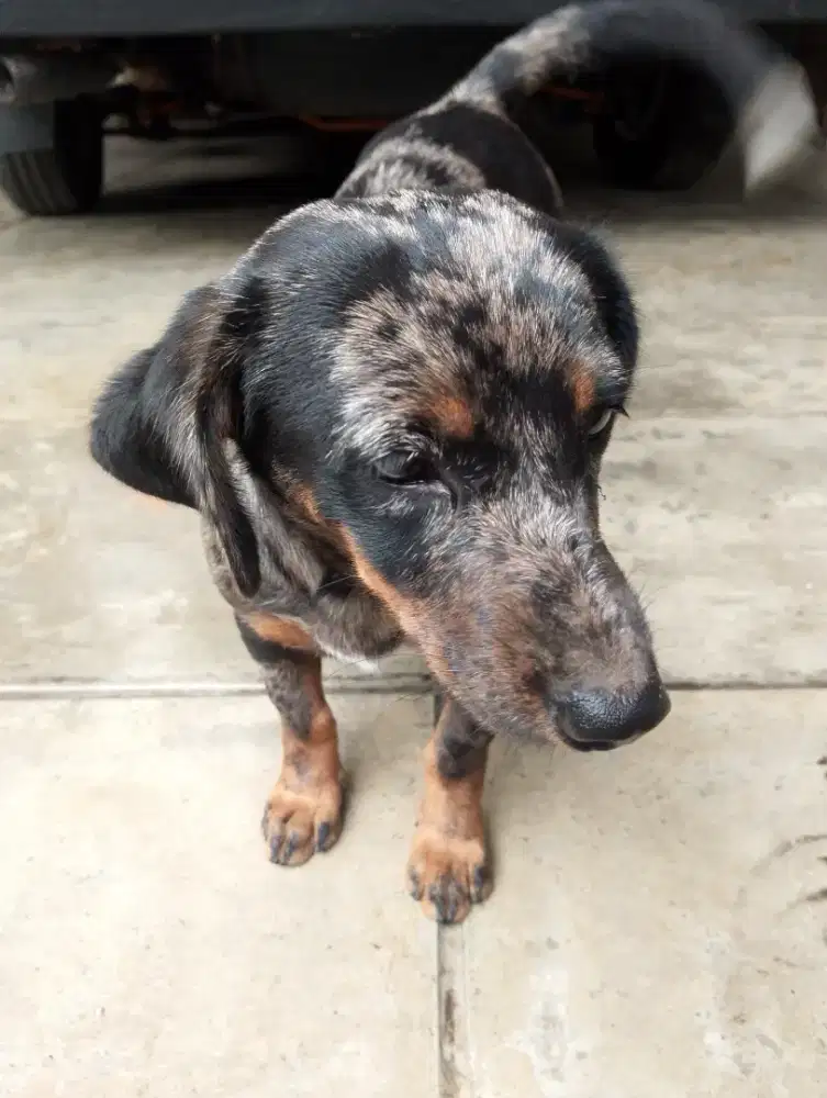 Anak anjing tekel kecil bulu daple