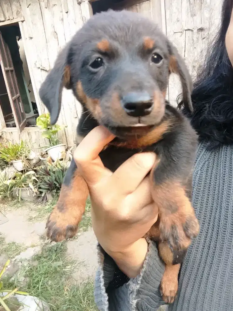 Anak anjing puppy tekel datchun lucu