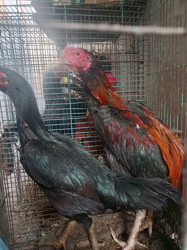 Ayam bangkok sepasang 190rb aja