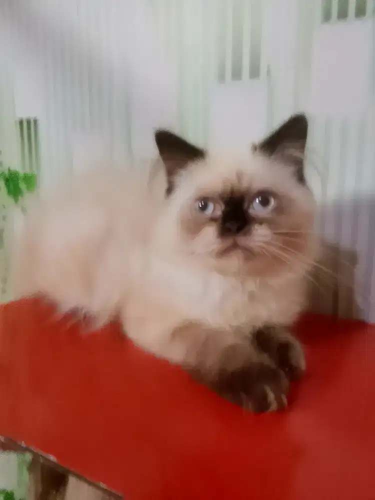 Hima laya longhair