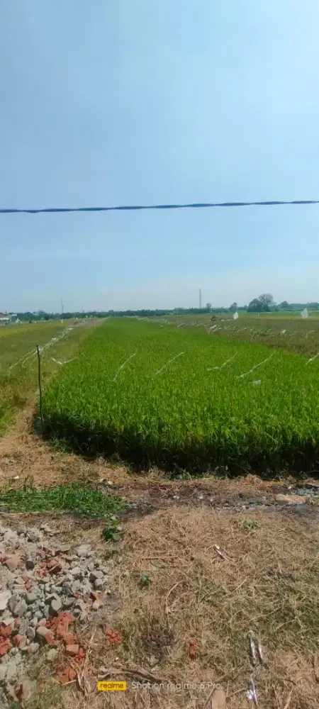 Di jual cepat sapa dpt sawah bonus rumah