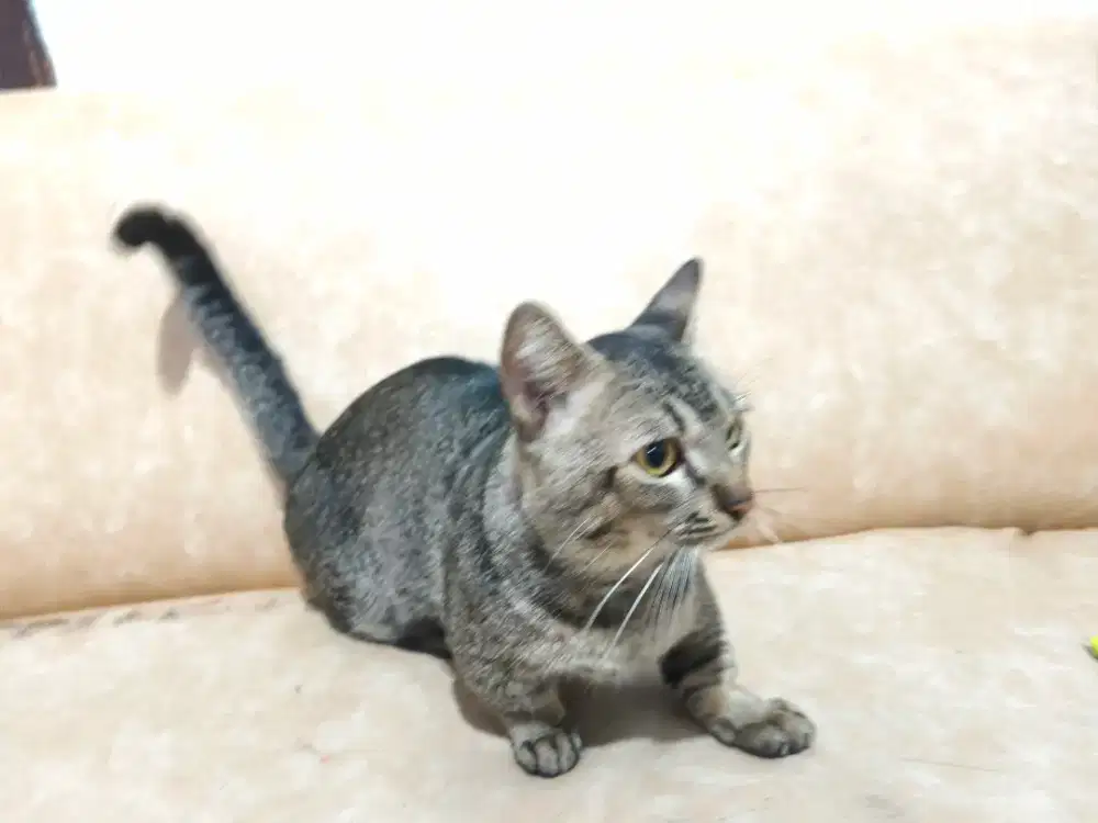 Kucing Munchkin