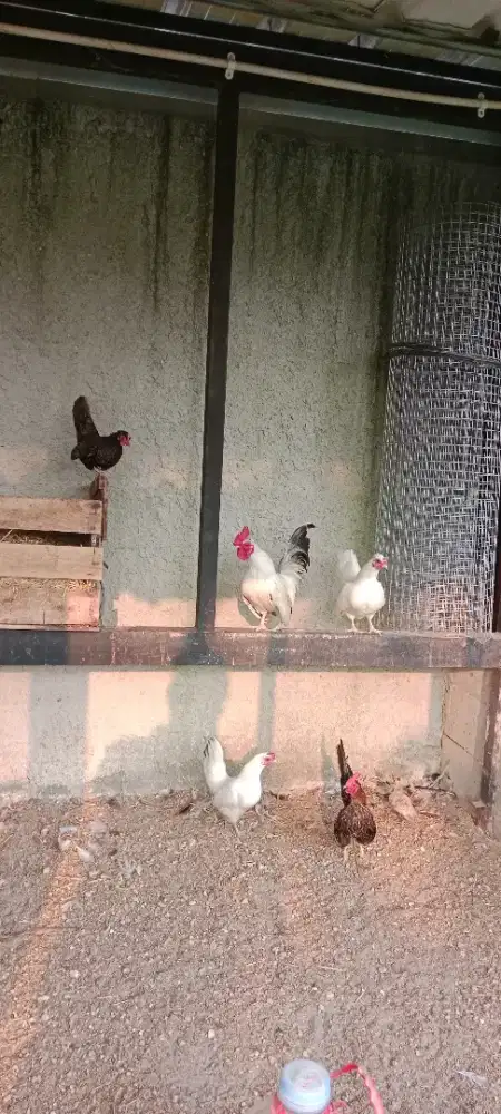 Jual ayam Kate borongan