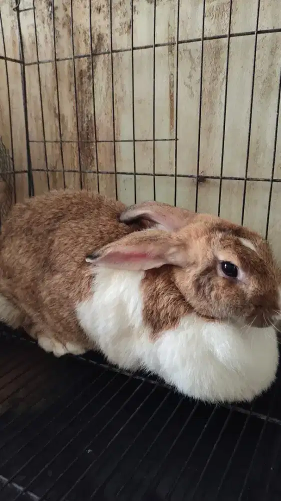 Kelinci Jumbo Jenis Flemish Giant Betina Murah