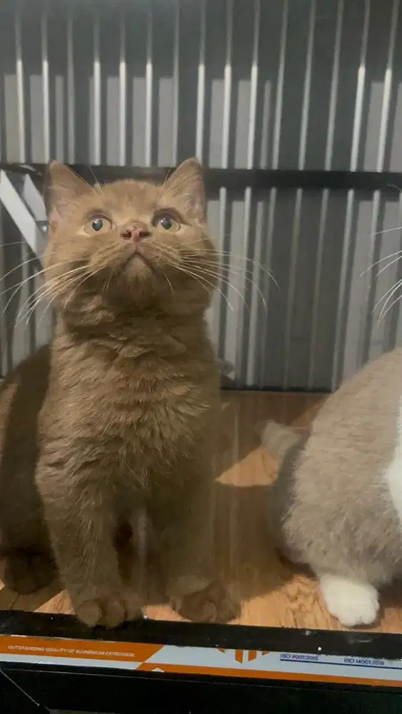 British Shorthair BSH