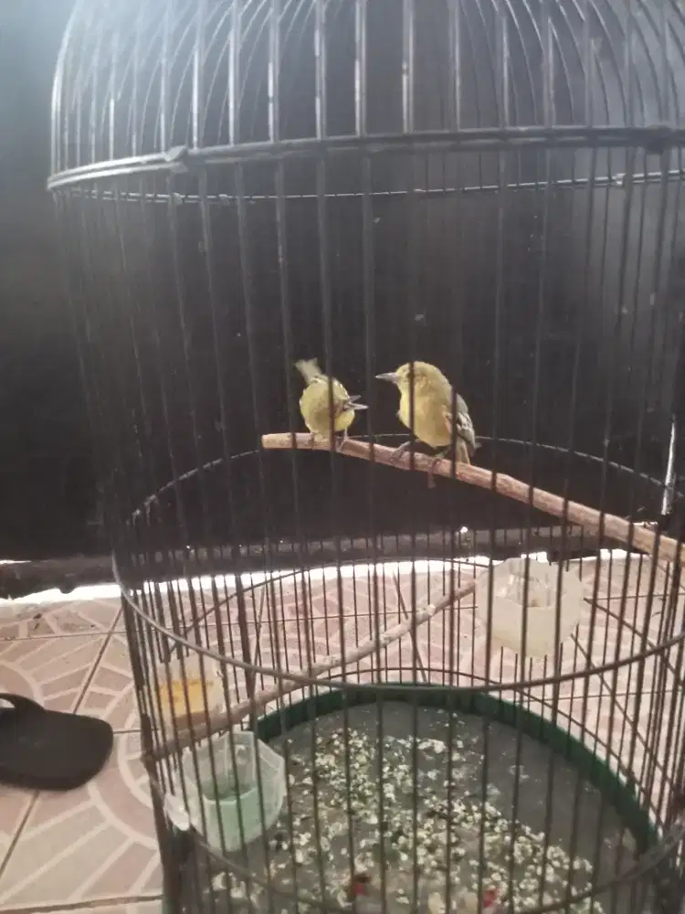 jual burung cipoh sepasang