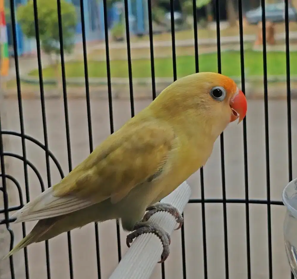 Lovebird PB Cremino jantan Love Bird Creamino