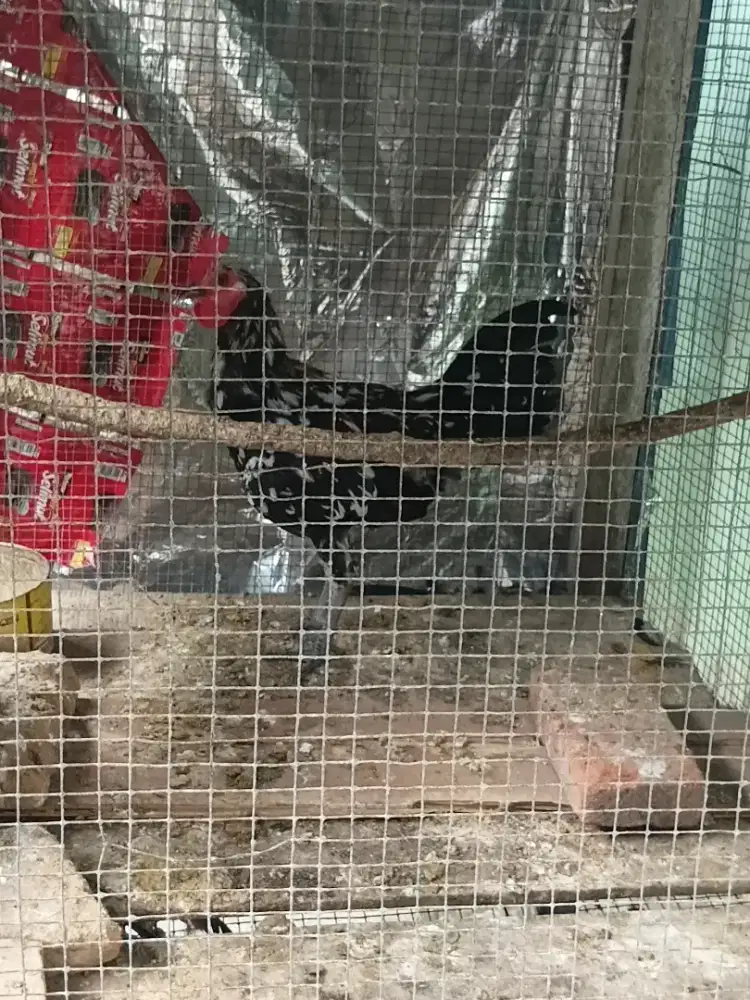 Ayam ketawa sepasang