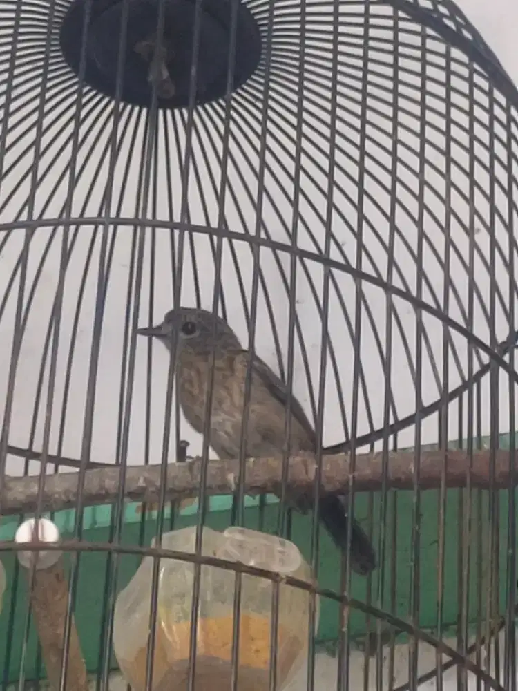Burung trotol tledekan