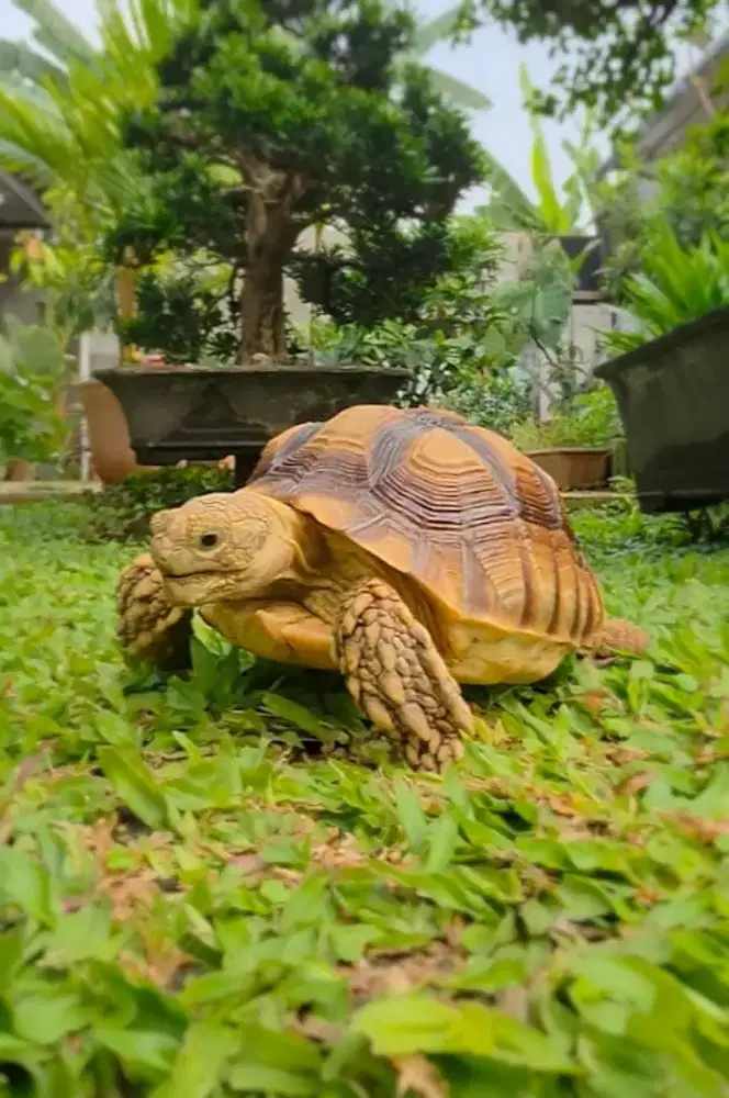 Kura kura Sulcata 12 Scute UNIK LANGKA (Less Scute) 16 cm