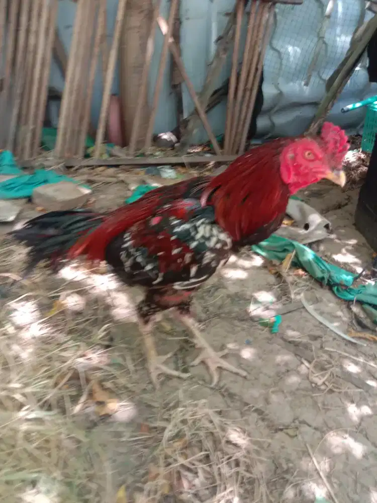 ayam Bangkok siam