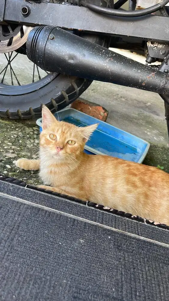 Kucing mixdome campuran