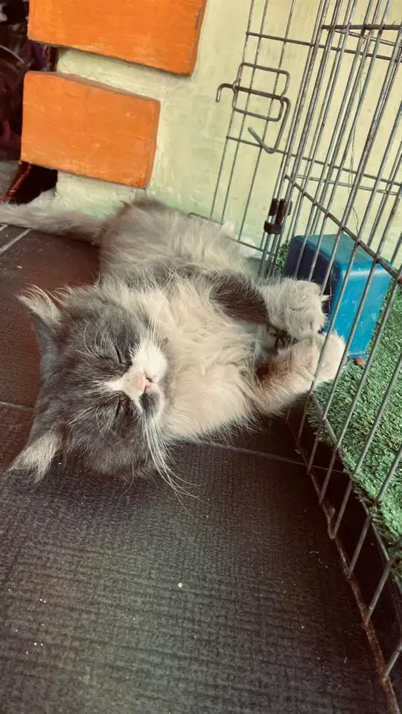 Kucing flatnose