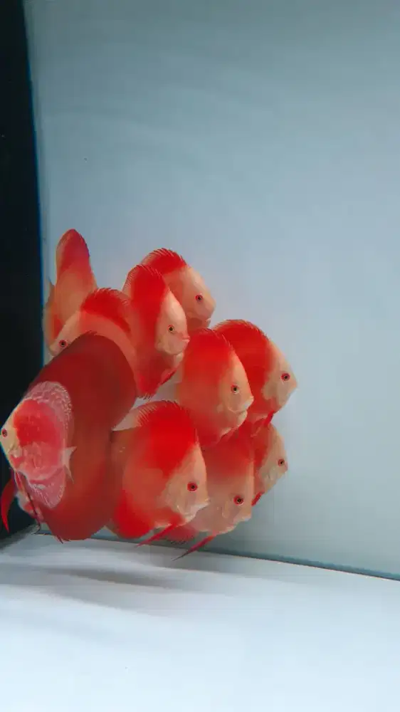 Ikan discus red melon 3 inch