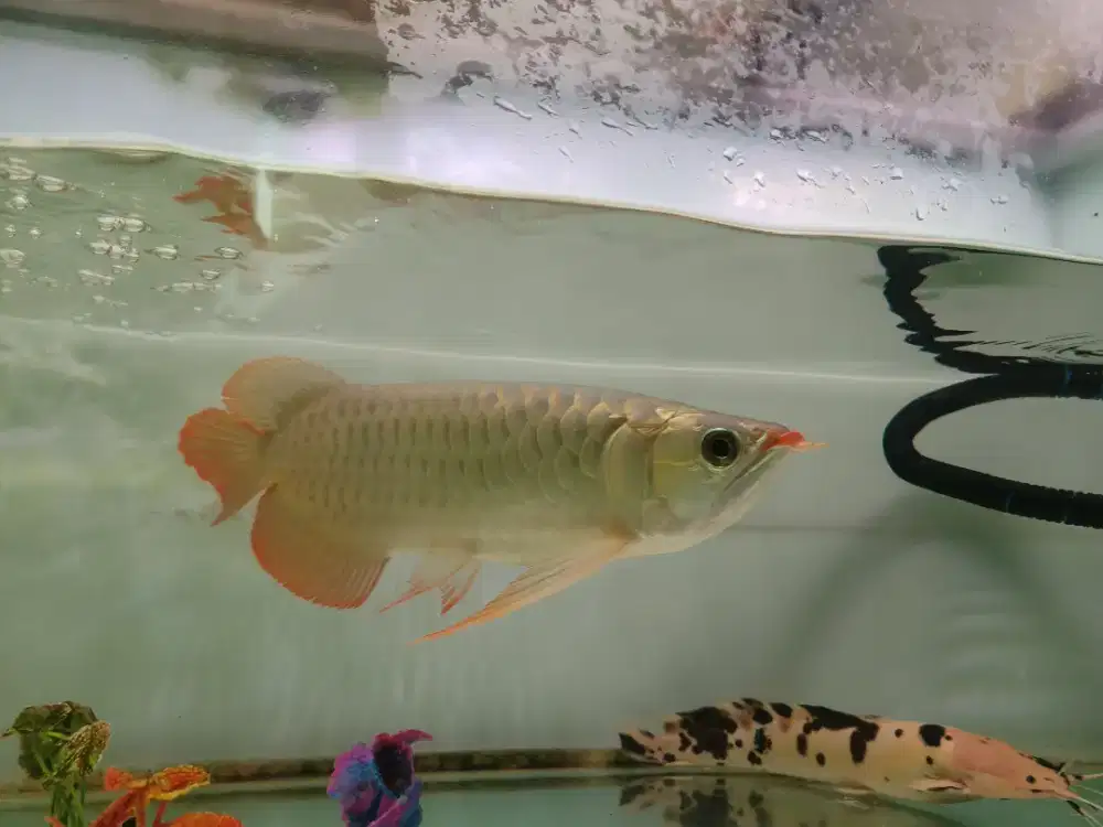 Ikan Arwana Super Red super murah