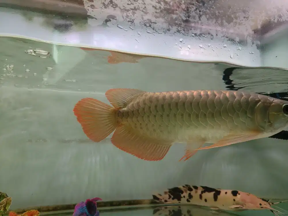 Ikan Arwana Super Red