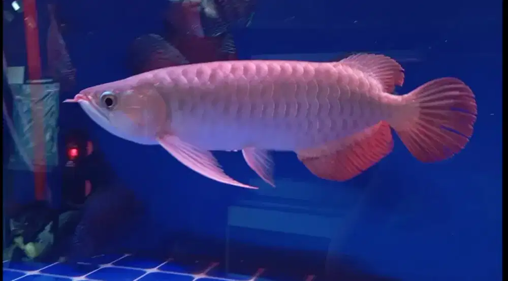 Arwana super red 35 cm