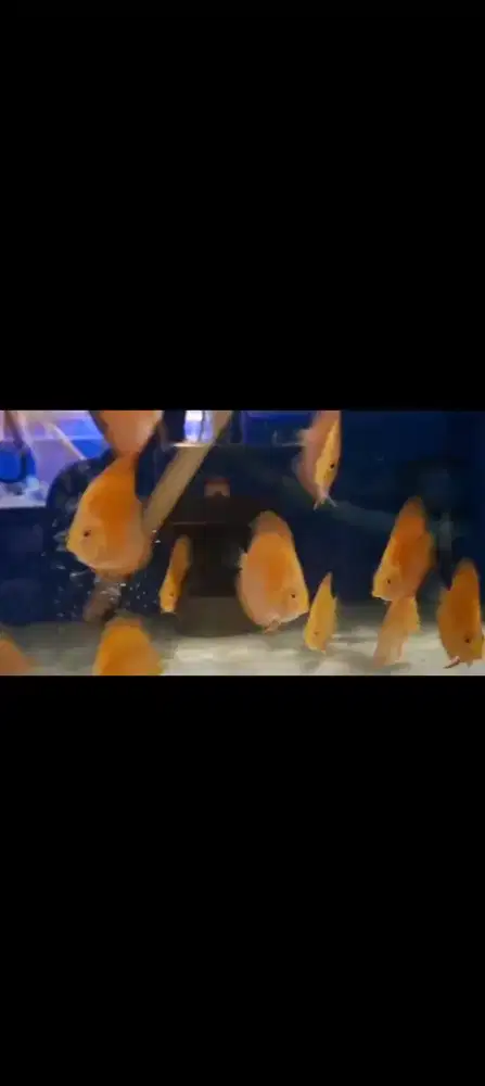 Ikan Discus Blue Diamond Golden Blue Scorpion Red Melon Nego