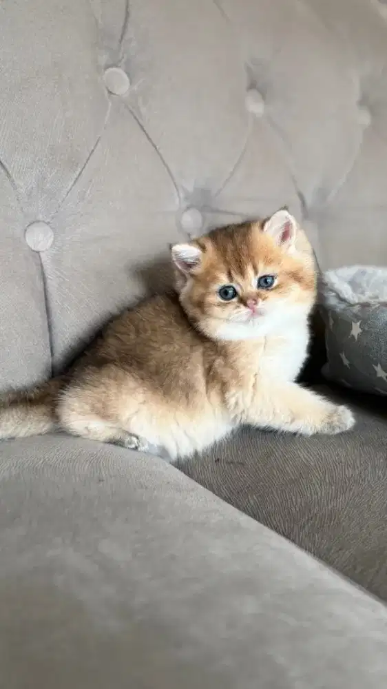 british shorthair golden jantan anak import