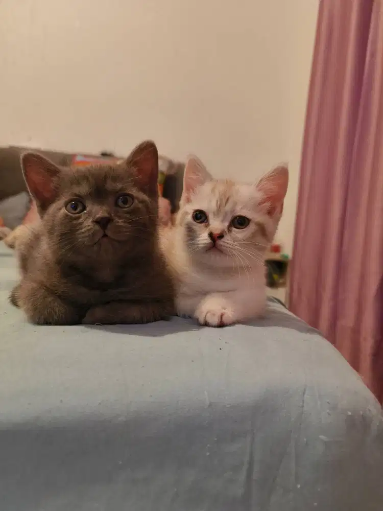 BSH bloodline Impor