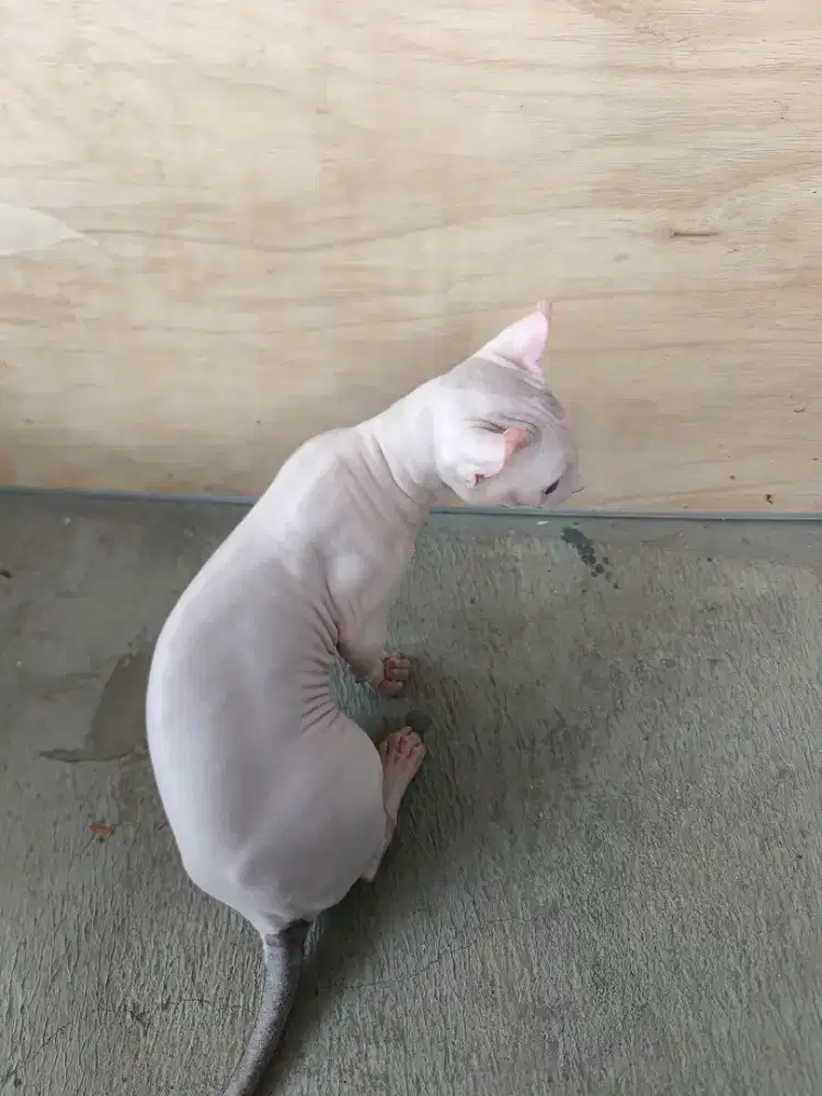 Sphynx harga sepasang b.u
