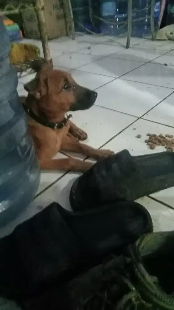 Mini pincher mix chihua-hua. Female .5bln sehat manja no berisik