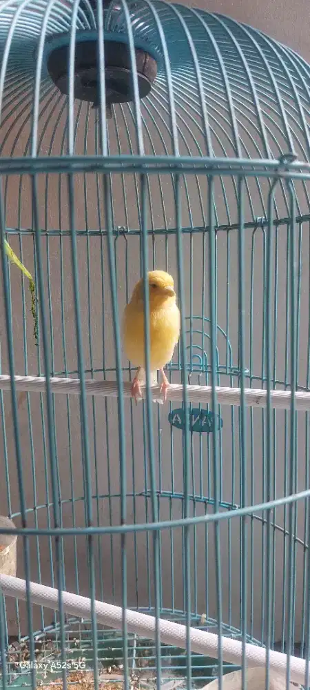 Kenari paud warna cerah