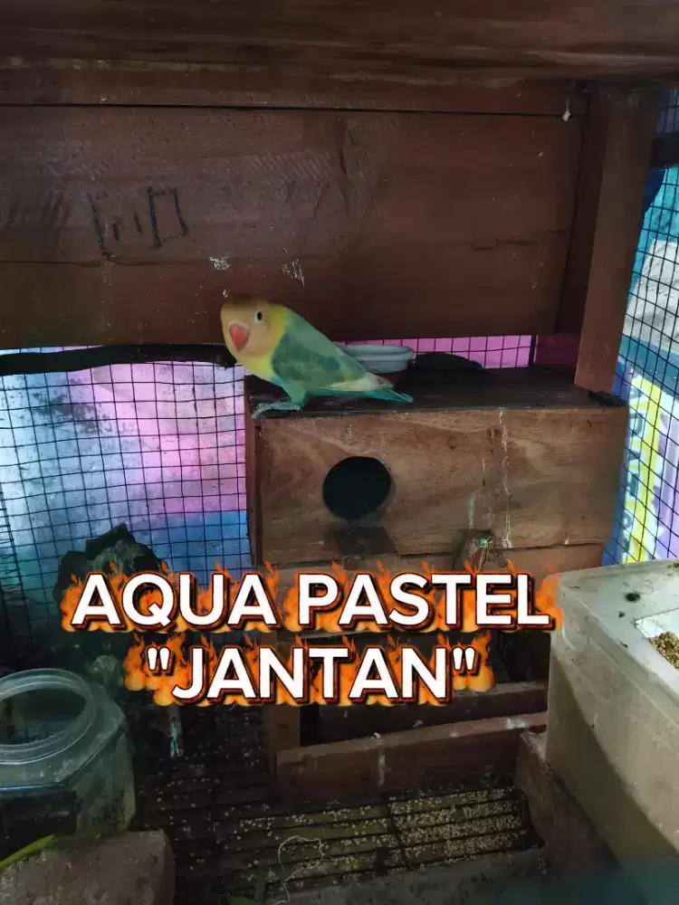 Lovebird Jantan Aqua blue1 pastel.