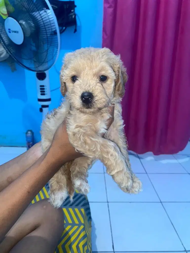 Toy poddle 1,5bln