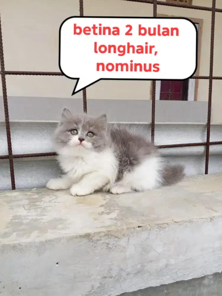 Kucing Persia longhair