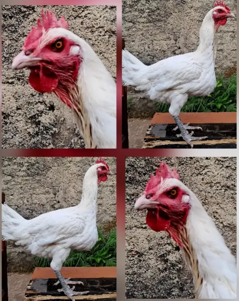 Betina Ayam Pelung Putih Kaki Hitam
