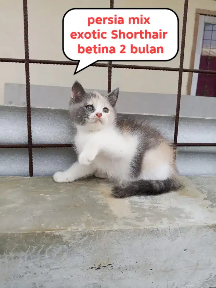 Kucing Persia shorthair