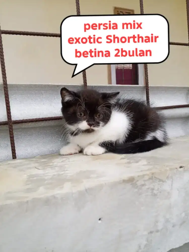 Kucing Persia shorthair