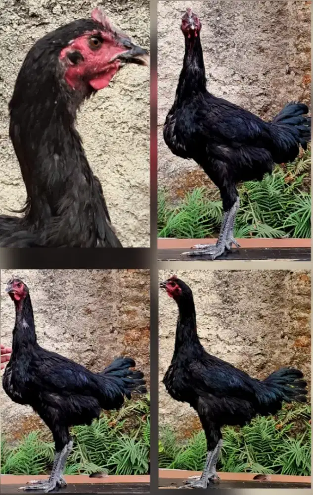 Ayam Pelung Betina warna Hitam Harga [Nego, nego, dan nego]