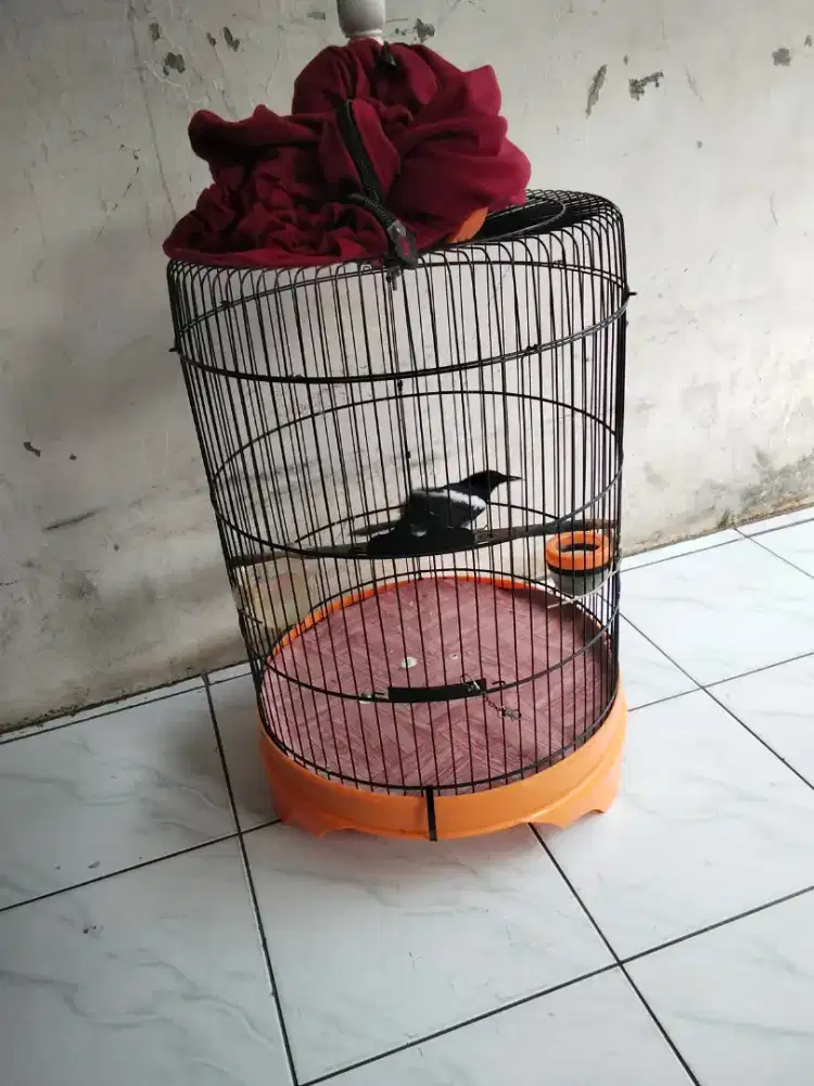 BURUNG KACER DADA HITAM