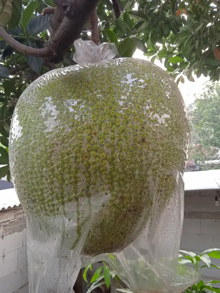 Buah nangka jamin manis enak