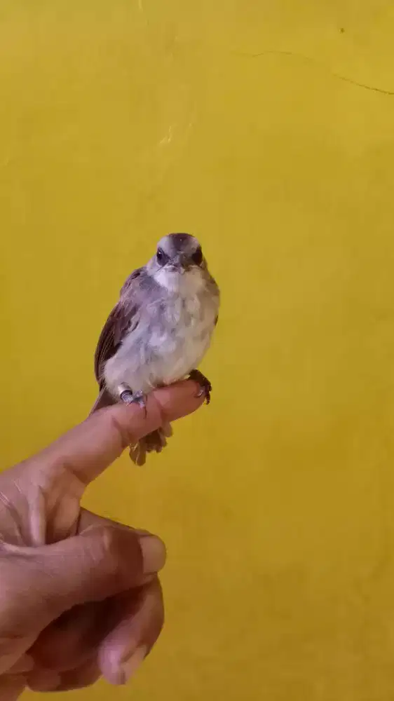Anak Burung Crucukan Jantan umur 1 bulan pakai ring