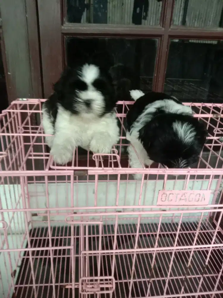 Anakan shih tzu jtn btn 1.5 bln