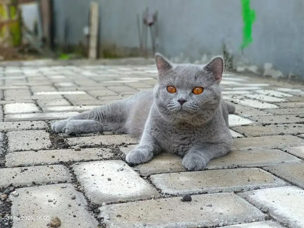 BSH jantan blue