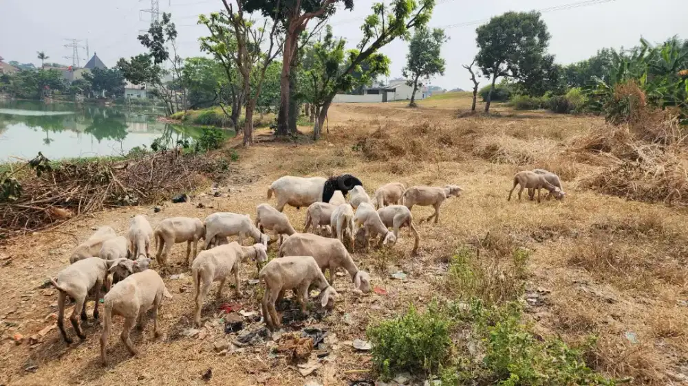 Domba Aqiqah atau konsumsi