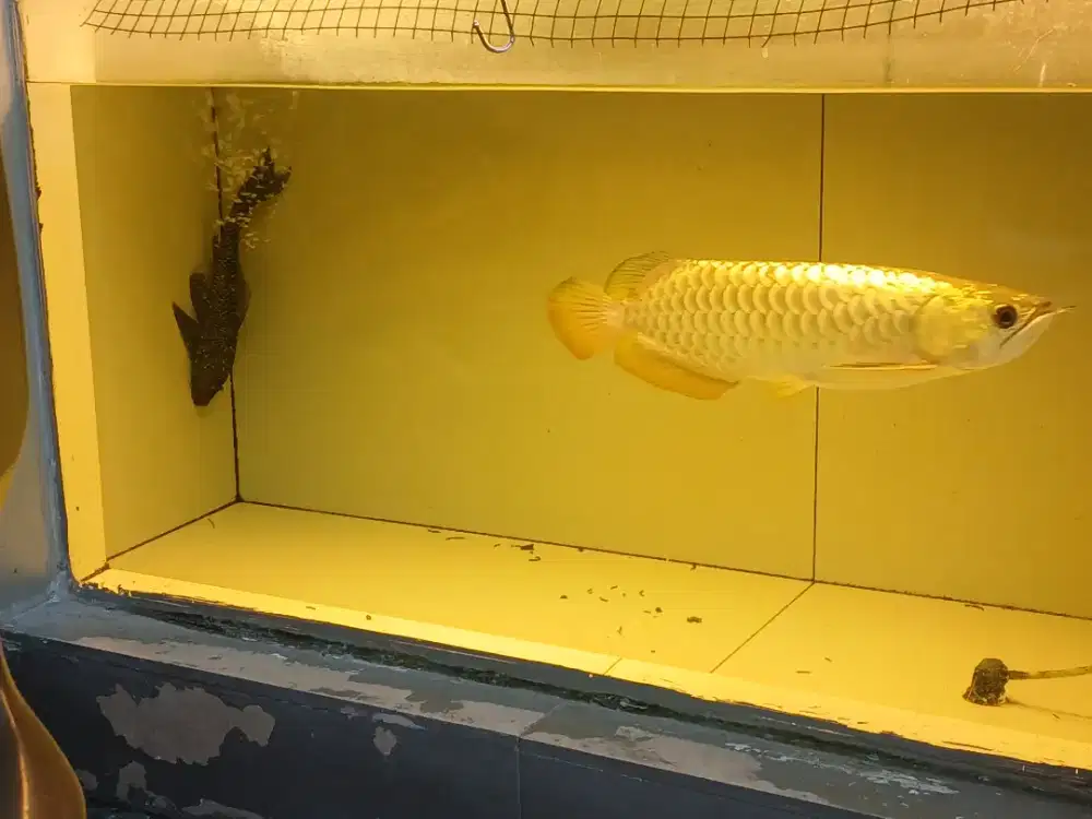 Ikan arwana Crossback 24 k