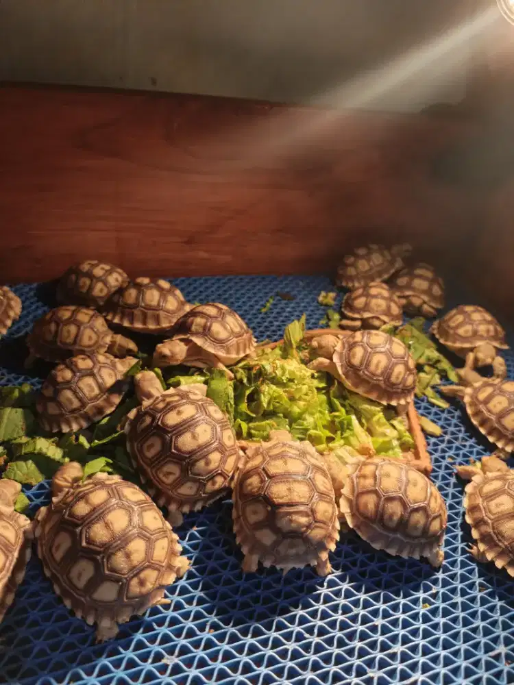 Sulcata 5-6 Cm 20ekor