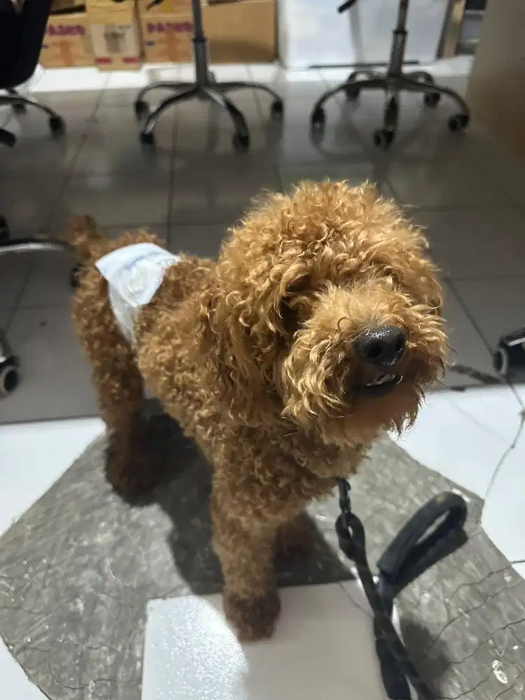 Red Toy poodle Jantan